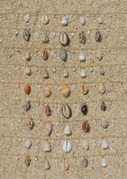 Shell Charm Necklace