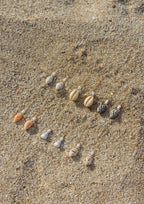 Brown Shell Chain Earrings