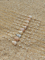 Cone Shell Choker Necklace