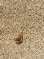 Honey Cowrie Shell Necklace
