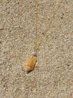 Stromb Shell Necklace