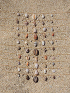 Shell Charm Necklace