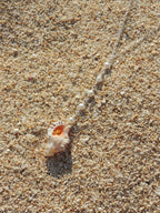 Triton Shell Lariat Necklace
