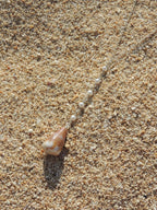 Cone Shell Lariat Necklace