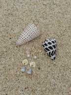 Sand Dollar Charm Earrings