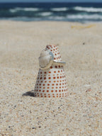 Lattice Miter Shell Ring (6)