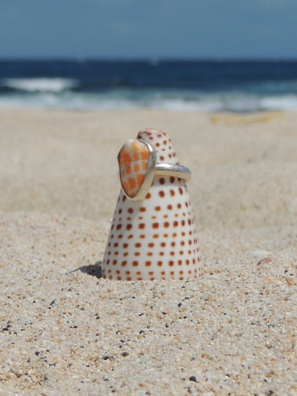 Miter Shell Ring (5)