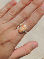Miter Shell Ring (5)