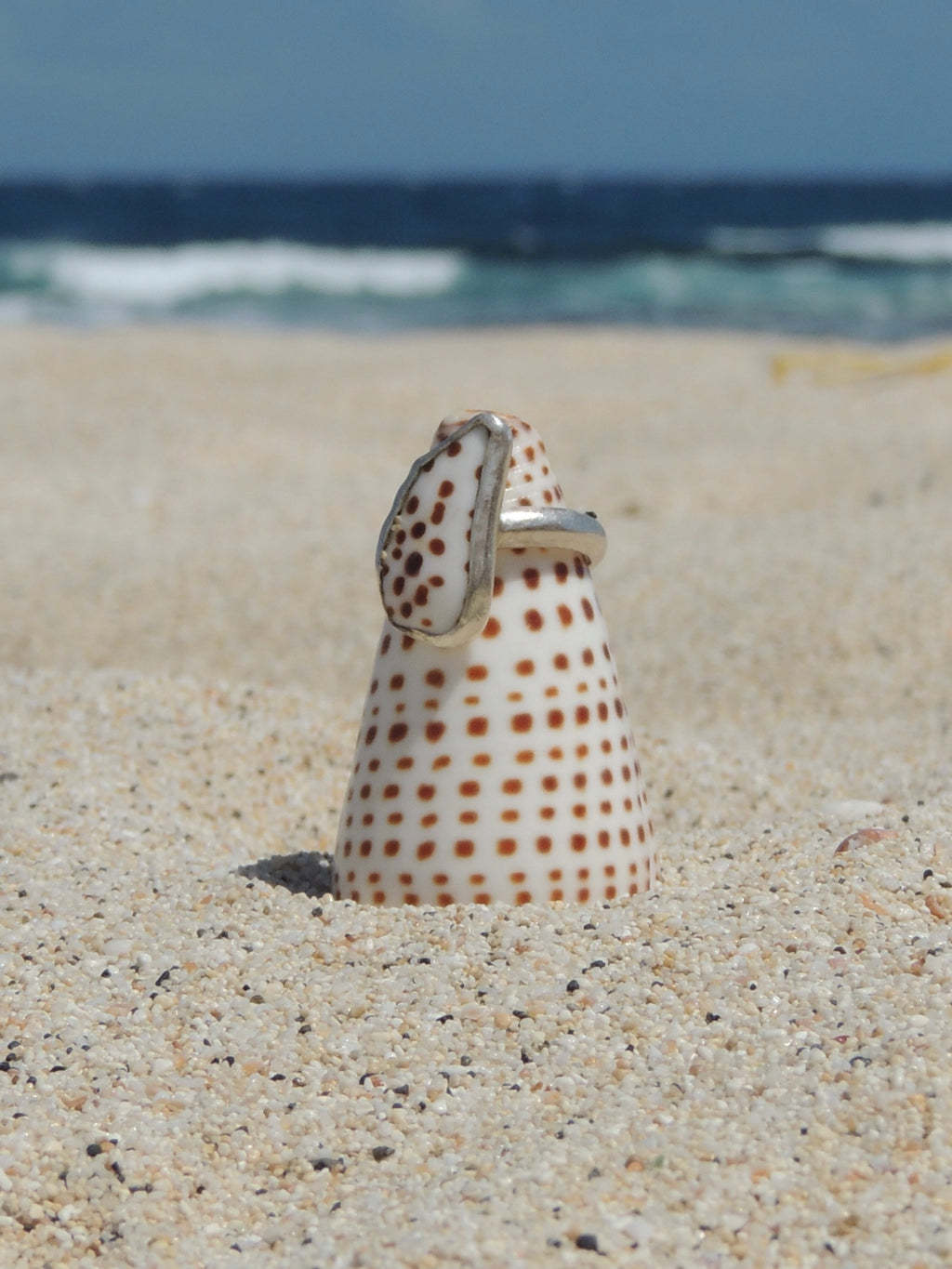 Flea Cone Shell Ring (4)