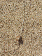 Honey Cowrie Shell Necklace