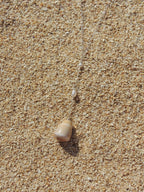 Cone Shell Necklace