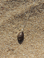 Cowrie Shell Necklace