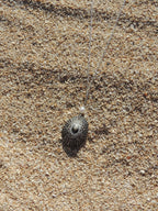 Opihi Shell Necklace