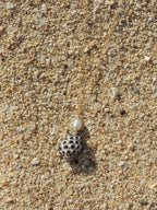 Drupe Shell Necklace