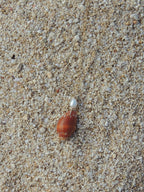 Orange Shell Necklace