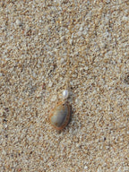 Honey Cowrie Shell Necklace