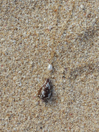 Cone Shell Necklace