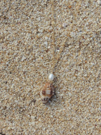 Triton Shell Necklace