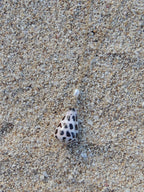 Hebrew Cone Shell Necklace