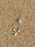 Sand Dollar / Cone Shell Necklace