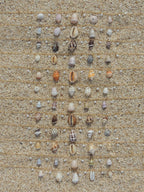 Shell Charm Necklace