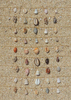 Shell Charm Necklace