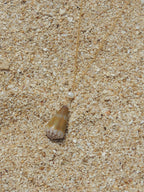Cone Shell Necklace