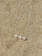 Cone Shell Bar Necklace