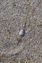 Cone Shell / Cross Charm Necklace