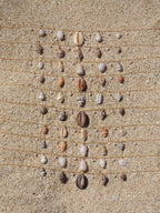 Shell Charm Necklace