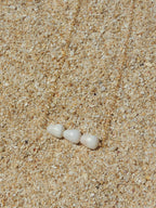 Cone Shell Bar Necklace