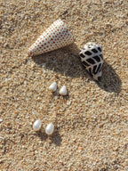 Cone Shell Chain Earrings