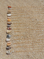 Stromb Shell Necklace